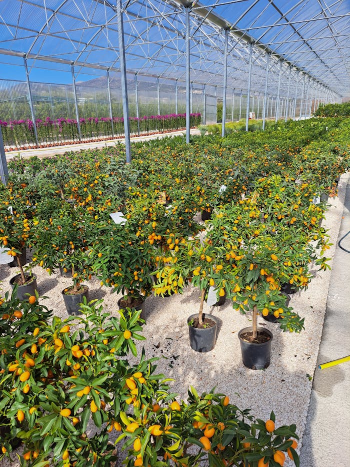 alberi da frutto a Milazzo per giardino