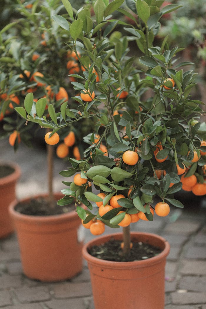 Lush potted orange trees with fruit in a German nursery setting.