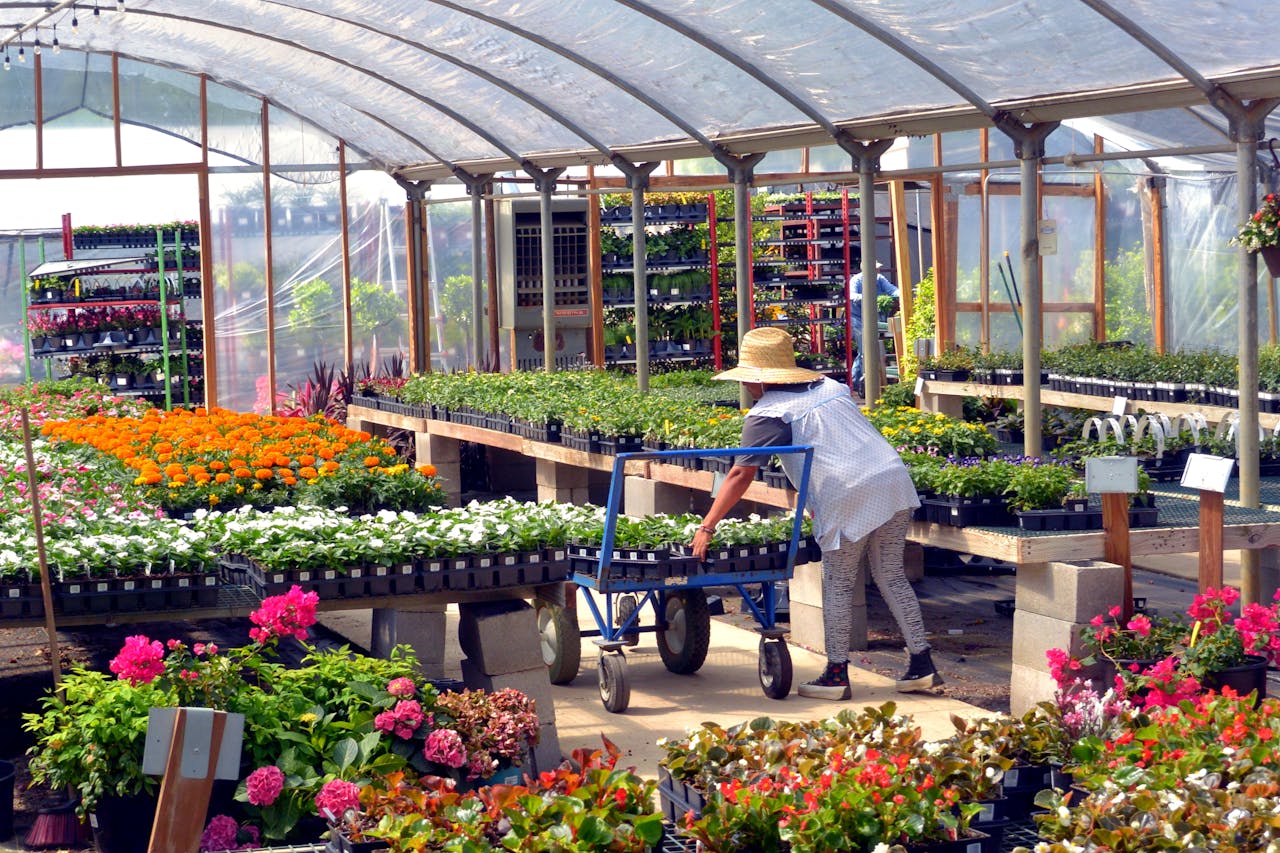 A gardener works among vibrant flowers in a Bullard, Texas greenhouse, showcasing spring blooms.