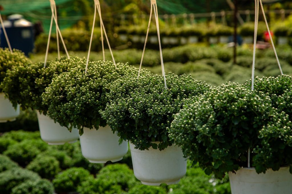 Hanging plants in a lush Vietnamese garden nursery, capturing nature's beauty in Bến Tre.