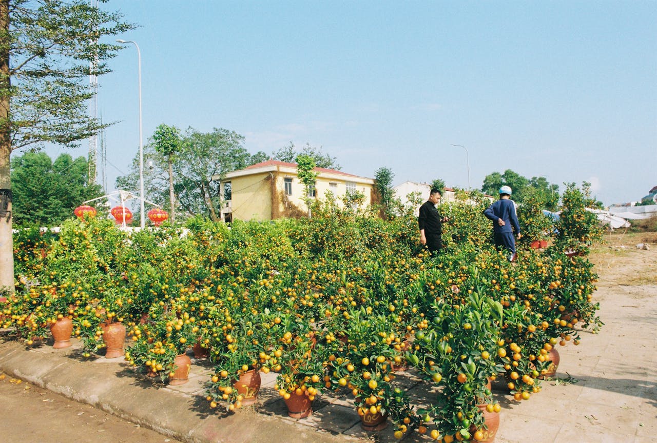 People inspecting citrus plants in pots outdoors on a sunny day with a house in the background.