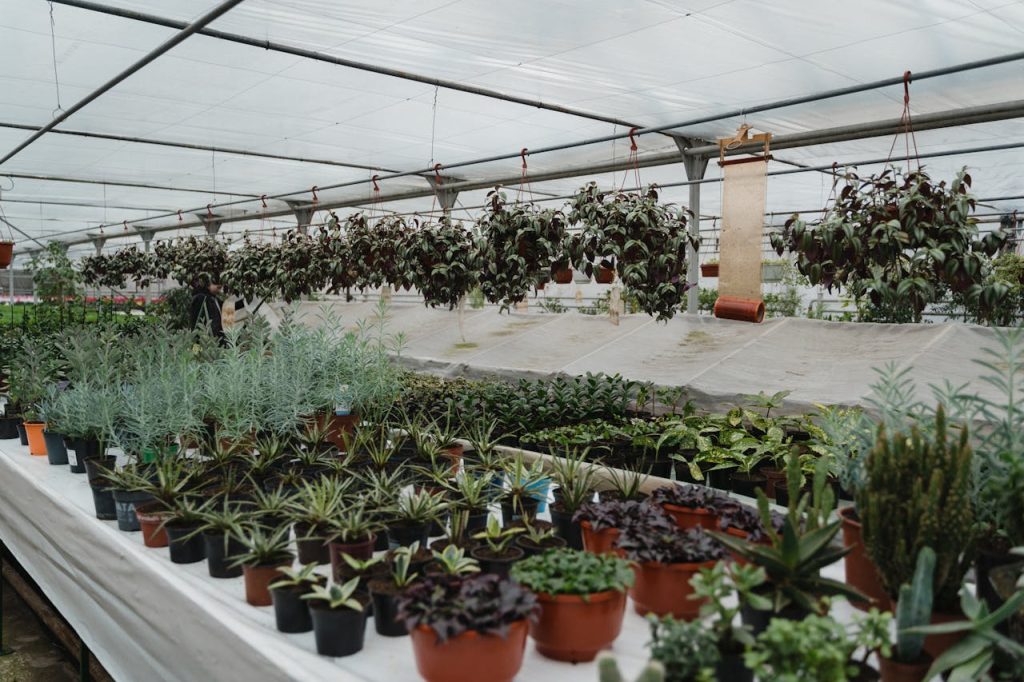 vendita piante a Milazzo per giardini
