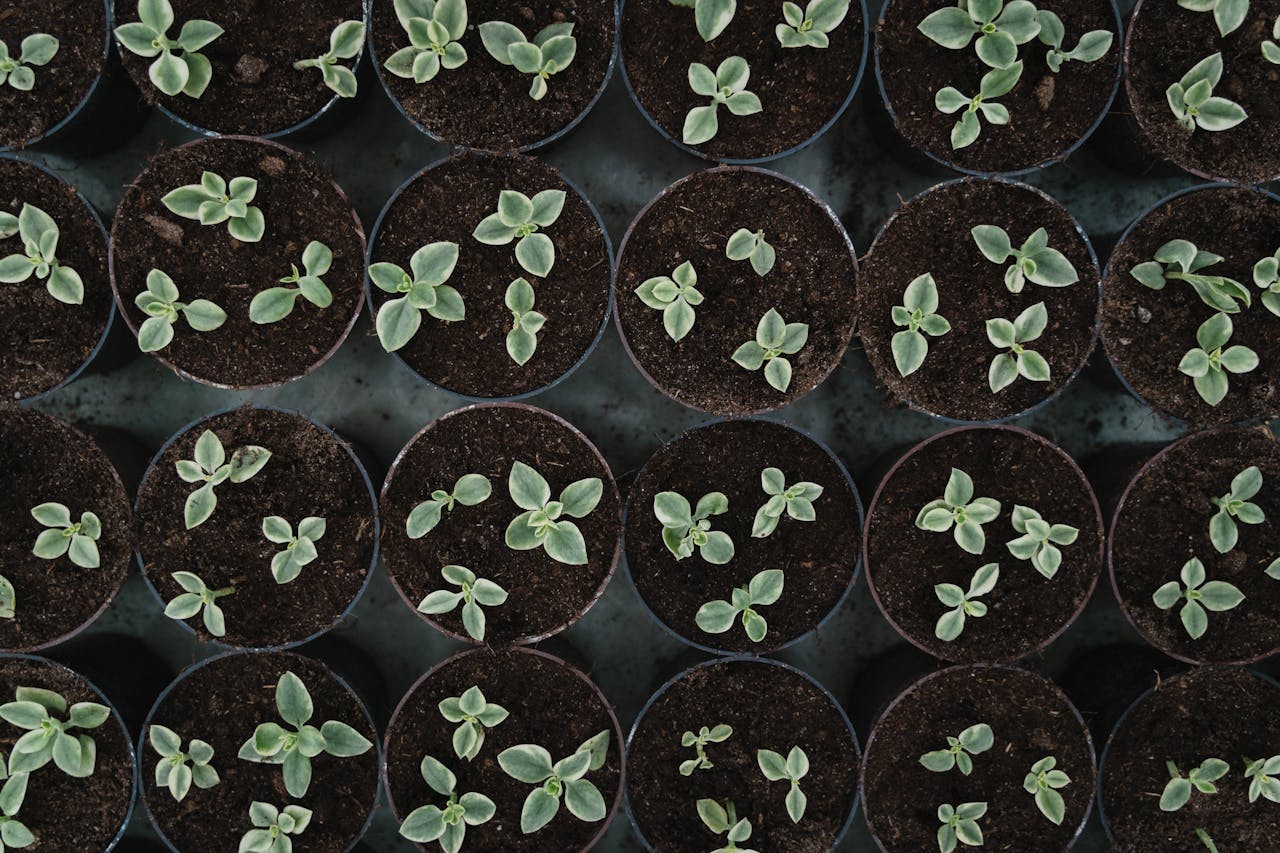 Fresh green seedlings in pots viewed from above, showcasing growth and nature.